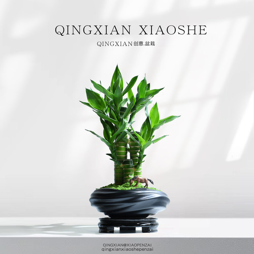 富贵竹4支文昌竹桌面盆栽植物
