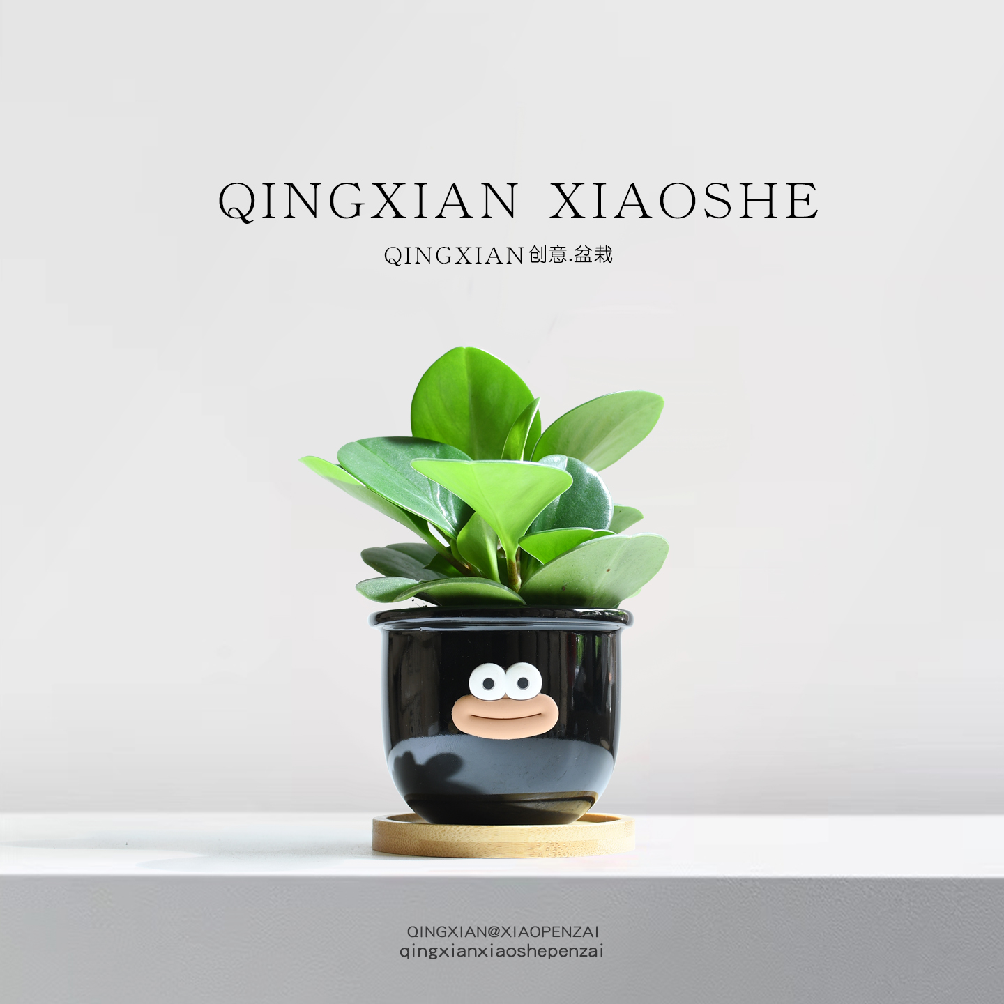 碧玉室内盆栽办公室桌面植物豆瓣绿四季常青绿植客厅净化空气盆景