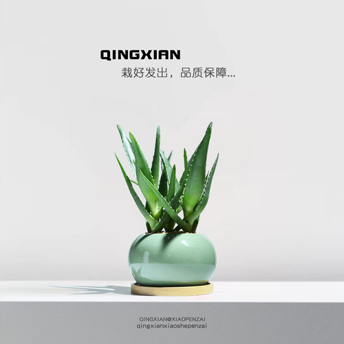 芦荟桌面绿植创意多肉盆栽