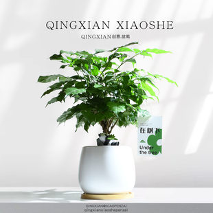 幸福树室内盆栽客厅耐阴平安树办公室前台绿宝小植物桌面绿植盆景