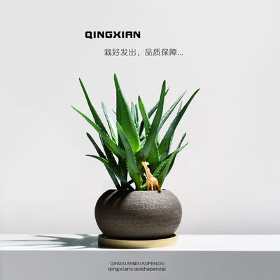 美人芦荟盆栽桌面好养绿植