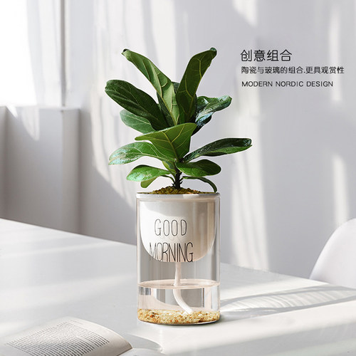 北欧风ins琴叶榕室内绿植办公室