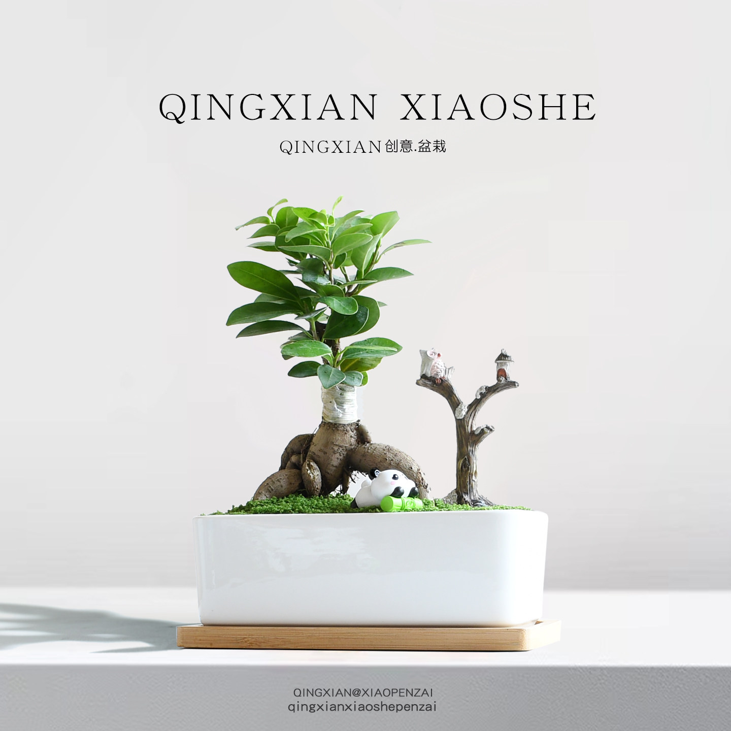 人参榕室内小盆栽阳台好养活花卉办公室桌面植物榕树绿植创意礼物