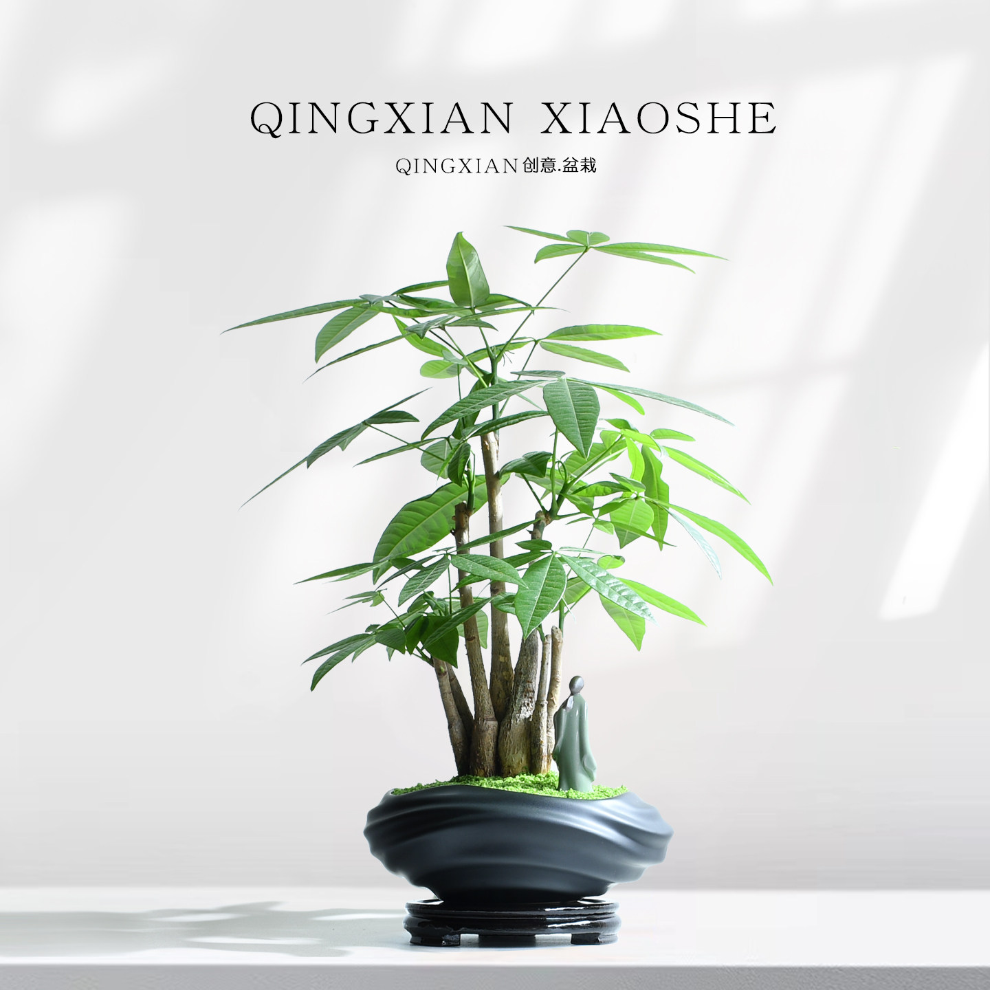 发财树桌面盆栽招财好养创意盆栽图片