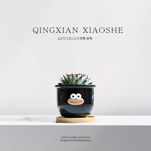 凌娟多肉植物阳台喜阳盆栽办公室桌面小绿植四季好养易活懒人花卉