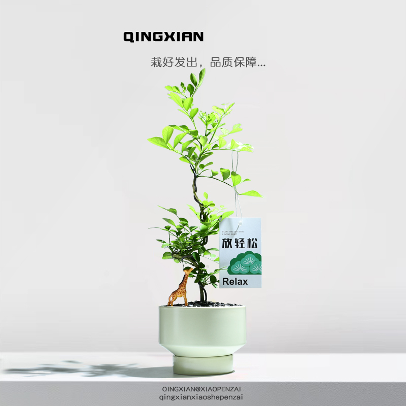 九里香造型盆栽室内好养绿植