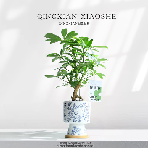 鸭掌木桌面绿植开业乔迁礼物