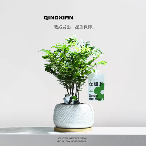 紫檀创意礼物室内盆栽好养绿植