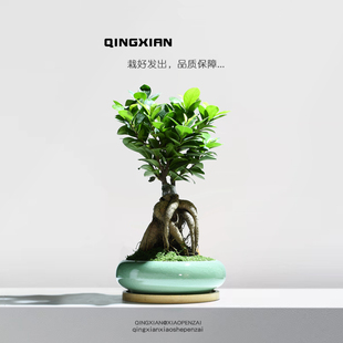 小叶人参榕树造型盆栽办公室内绿植客厅桌面盆景创意礼物好养植物