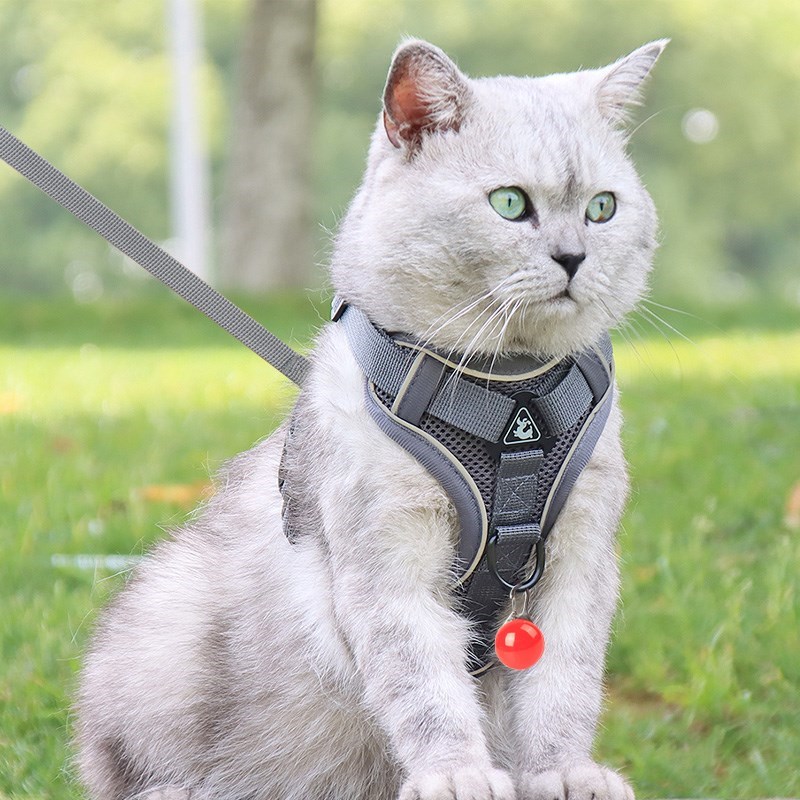 适用猫咪牵引绳可调节小型犬胸背带绳子溜猫外出宠物绳Z遛狗防挣