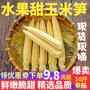 费 新鲜甜玉米笋5斤小玉米芯仔新鲜蔬菜现摘迷你玉米笋水果玉米 免邮