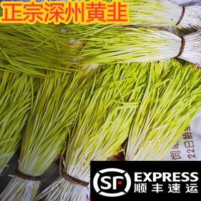 黄韭菜自种黄韭头茬饺子陷韭