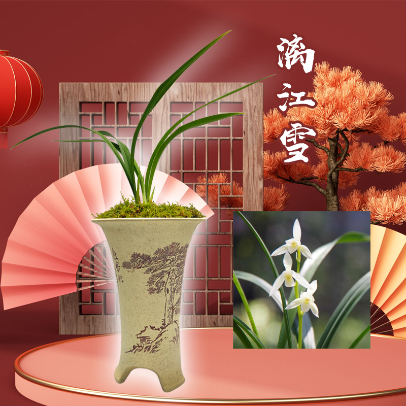 漓江雪建兰素花经典白素浓香好养