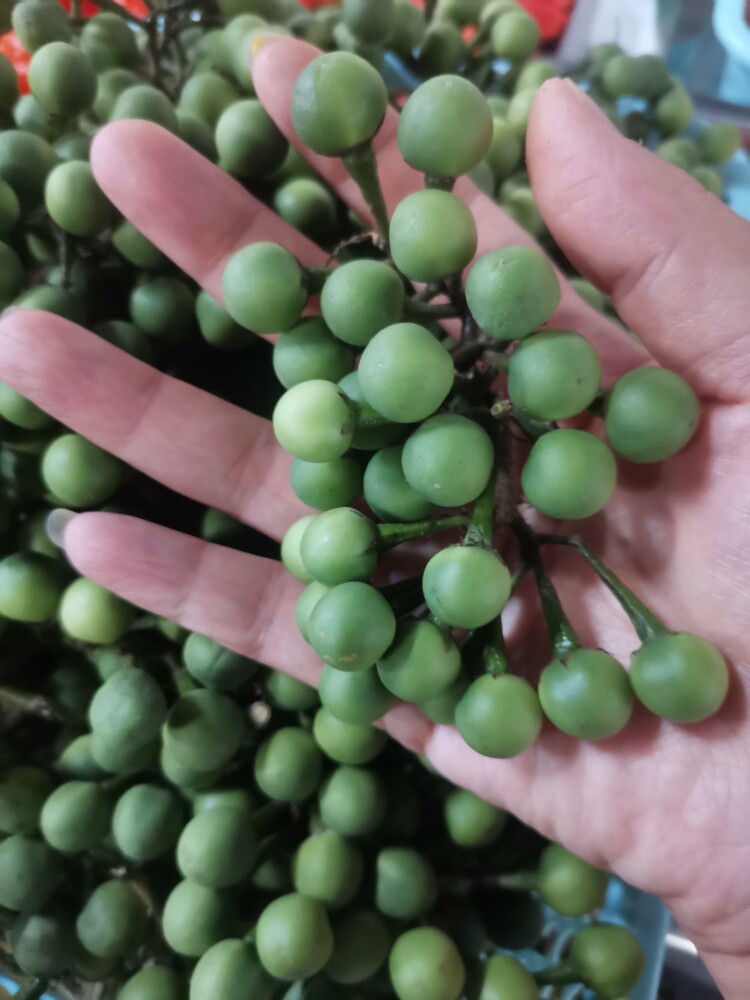 云南野生蔬菜小苦子果绿色新鲜摘撒苤苦水泰国小茄子德宏瑞丽特色