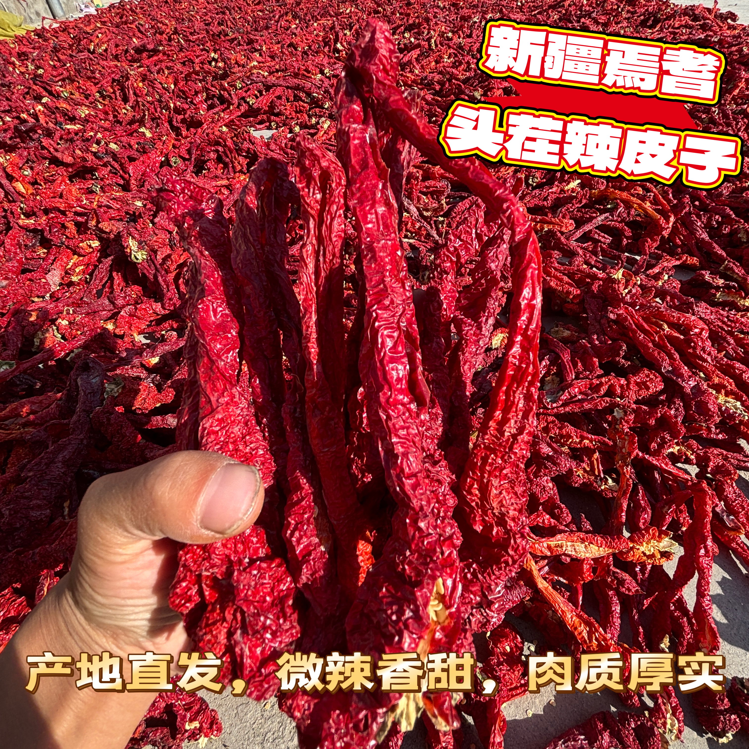 2025年新疆焉耆特色辣皮子猪大肠500克包邮大盘鸡辣椒肉辣椒产地
