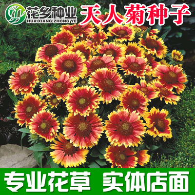 多年生宿根花种籽庭院耐阴天人菊