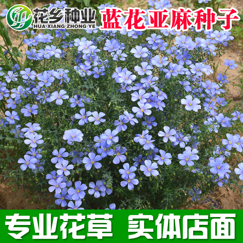 宿根亚麻价格 宿根亚麻图片 星期三 宿根亚麻价格 宿根亚麻图片 星期三