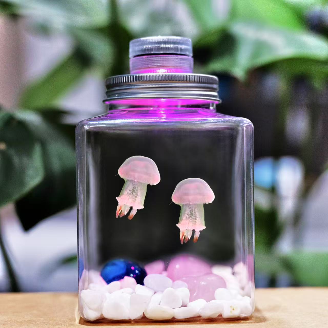 包活水母活物宠物儿童六一礼物