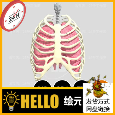人体骨骼呼吸系统肺部胸骨3D模型blender建模C4D素材OBJ解剖1899