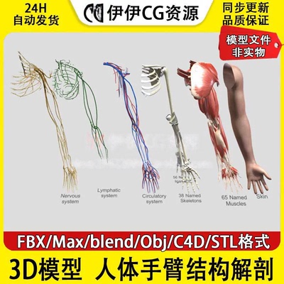 3D模型FBX人体手臂结构解剖blend大臂小臂手指手掌obj文件PBR医学