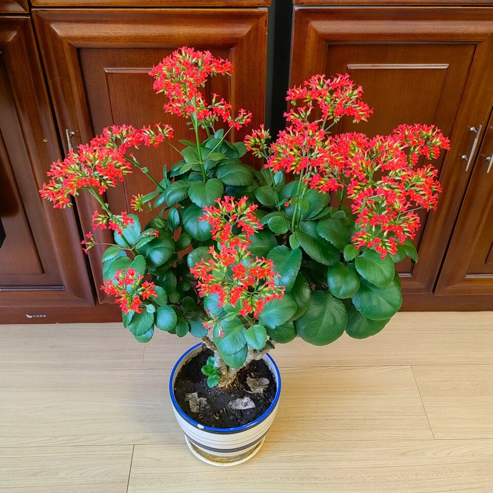 大叶红单单瓣凤尾长寿花花卉可养