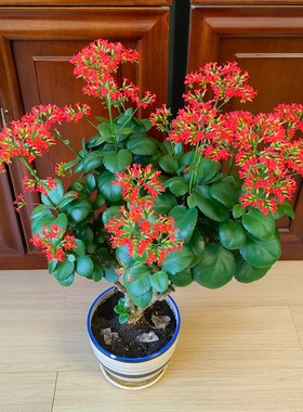 大叶红单单瓣凤尾长寿花花卉可养老桩红色老品种长寿春节前后开花