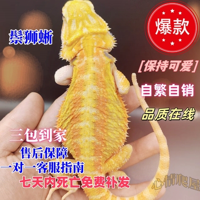 鬃狮蜥蜴幼体活体宠物入门级