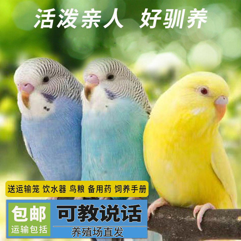 鹦鹉活鸟虎皮鹦鹉鸟类小鸟会学说话的鸟手养宠物小型鹦鹉一公一母