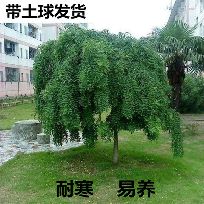 龙爪槐树苗黄金槐垂槐雨伞造型树庭院绿化树耐寒耐旱四季适宜种植