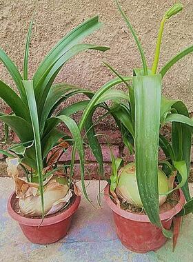 虎眼万年青正品盆栽苗室内阳台庭院可食用药材鲜叶绿植花卉旱三七