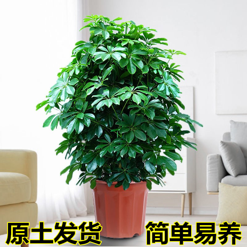 七叶莲水培盆栽招财树植物八方来财鸭脚木室内绿植花卉发财树水养