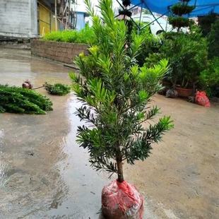 基地直销罗汉松大树小苗庭院别墅露台地栽盆栽绿植盆景造型原坯树