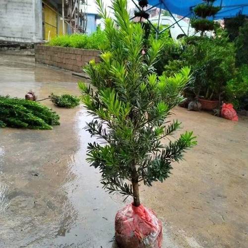 基地直销罗汉松大树小苗庭院盆栽