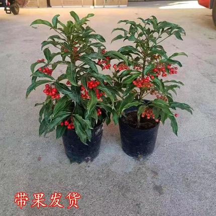 富贵籽富贵子盆栽金玉满堂黄金万两带果花卉植物室内盆景四季好养