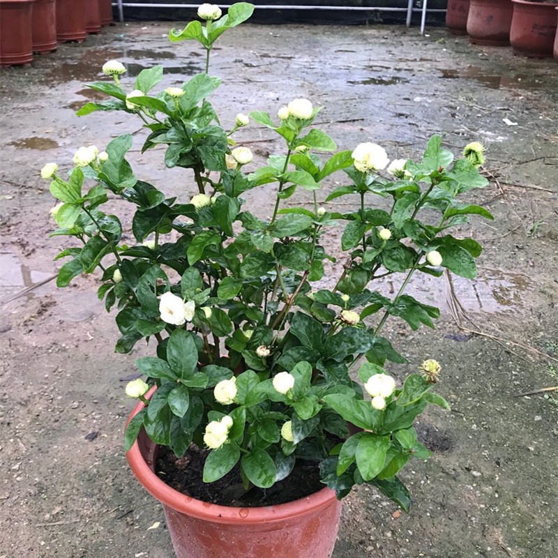 虎头茉莉花盆栽 超重瓣 圆叶宝珠茉莉花苗 浓香型 带花苞净化空气图片