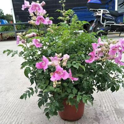 凌霄花苗阳台庭院美观浓香好养
