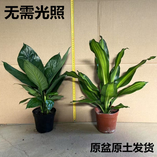 绿巨人白掌一帆风顺四季长青绿植