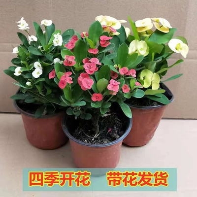 虎刺梅盆栽阳台花卉带花发货