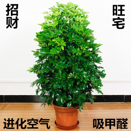 发财树盆栽大素材模板 发财树盆栽大图片下载 小麦优选