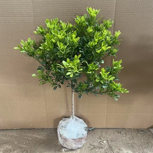 树形独杆米兰九里香盆栽不断室内香花植物净化空气老桩带花发货