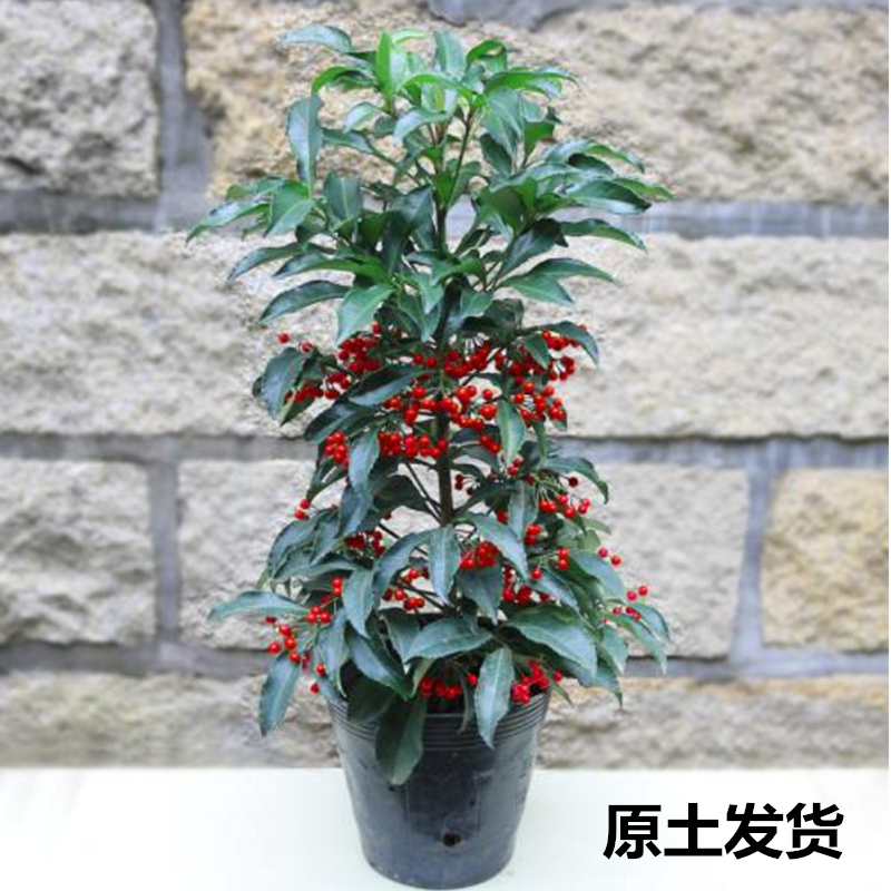 富贵籽盆栽带果金玉满堂花卉绿植盆景客厅室内招财植物好养年宵花