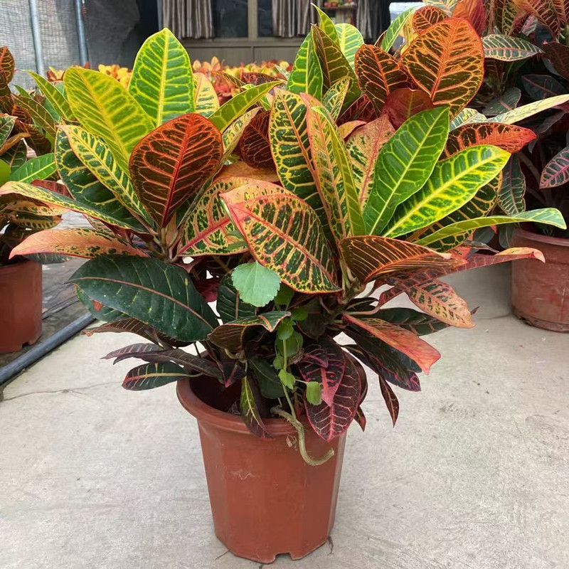 变色木盆栽阳台客厅高档绿植易活