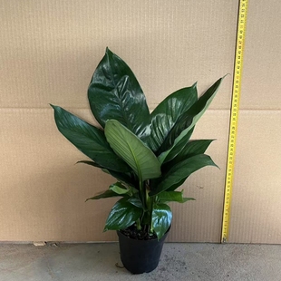 绿巨人一帆风顺白掌大叶绿植盆栽室内观叶观赏客厅四季常青植物