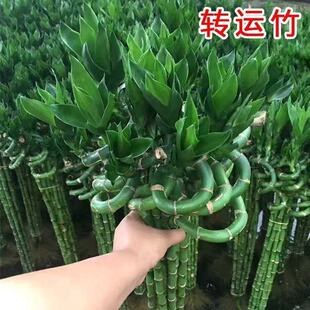 带根富贵竹转运竹水养植物盆栽客厅弯竹龙竹开运竹子招财水培绿植
