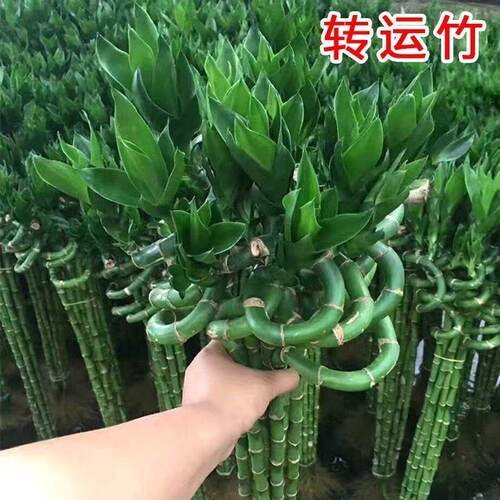 带根富贵竹水培易养客厅招财