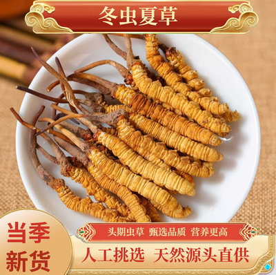 正宗冬虫夏草2025干货虫草正品头期正品好货包邮非西藏那曲