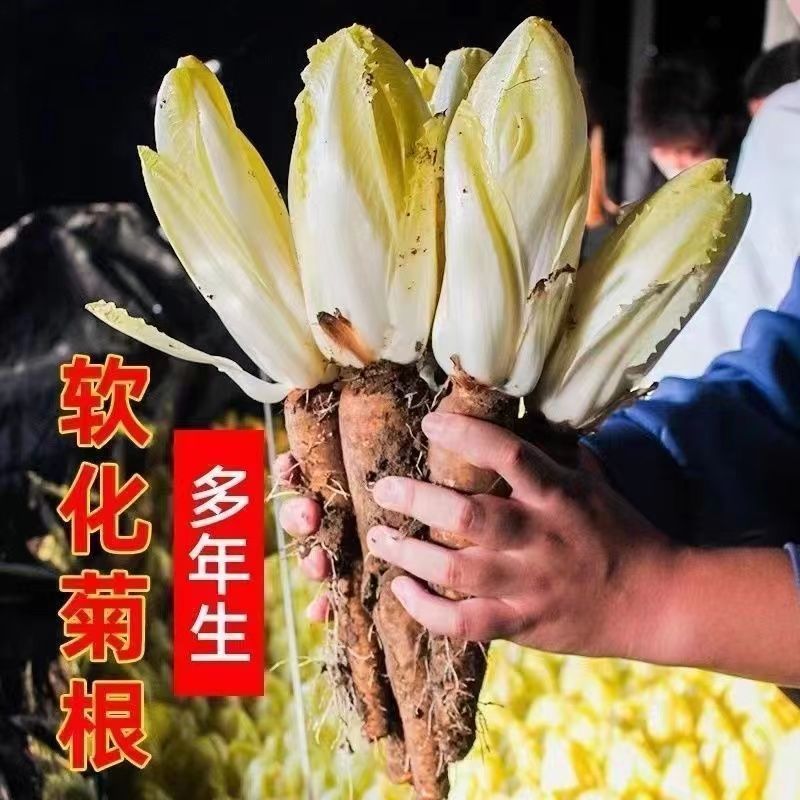 金玉兰菊苣种子菊苣种苗，