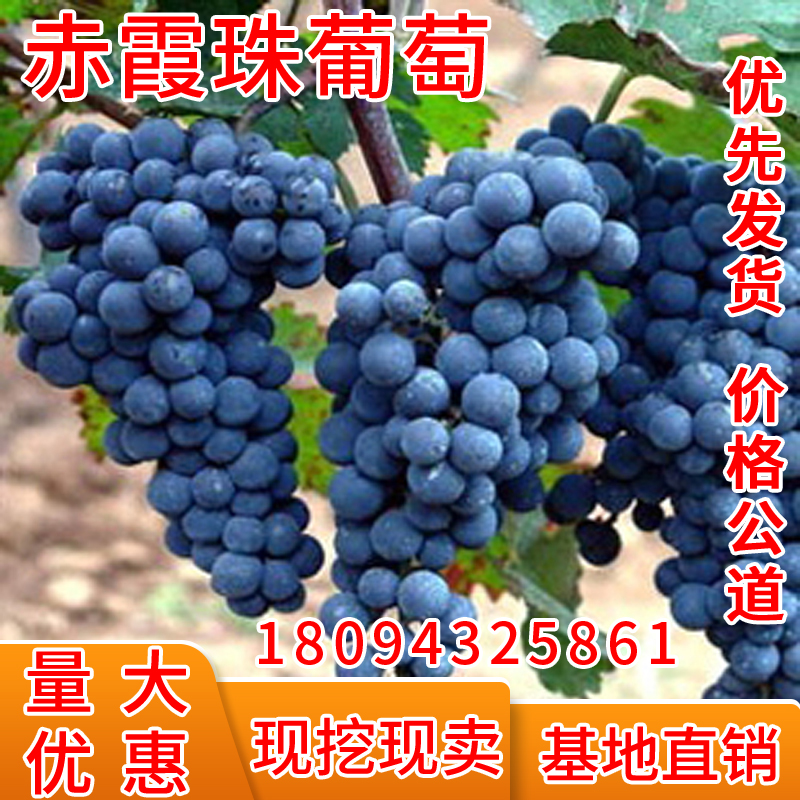 酿酒葡萄树苗 赤霞珠葡萄苗 山葡萄果树苗当年结果树南方北方种植