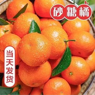 正宗广西沙糖桔新鲜老沙砂糖橘子蜜桔子纯甜应季水果柑橘老沙糖桔