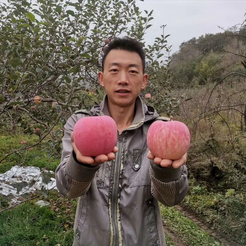 山地种植甘肃天水条纹红冰糖心富士苹果10斤包邮新鲜水果果农直发